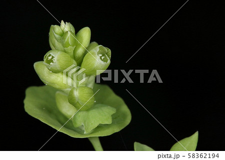 自然　植物　イシミカワ、花です。一応五弁花のようですが緑色で大きく開かないので全く目立ちません 58362194