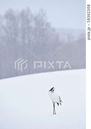 雪が降る給餌場のタンチョウ(北海道・鶴居) 雪が降る給餌場のタンチョウ(北海道・鶴居) 58362308