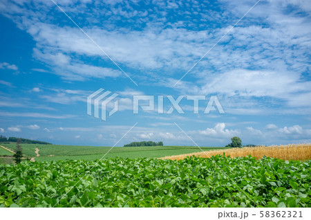Rural landscapes of Biei and Furano. 58362321