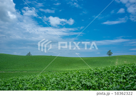Rural landscapes of Biei and Furano. Rural landscapes of Biei and Furano. 58362322
