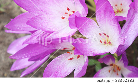 コルチカム 58362332