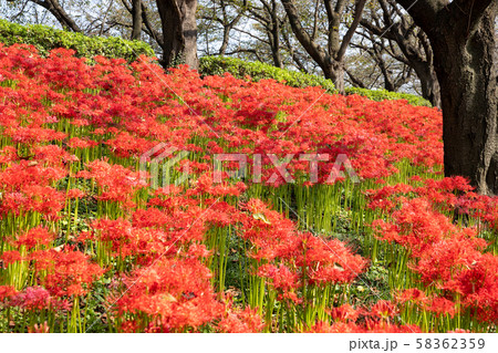 曼珠沙華　権現堂公園　埼玉県幸手市 58362359