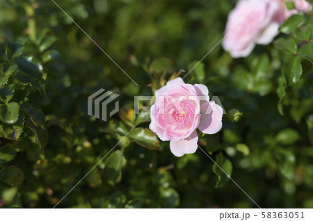 ローズガーデンのバラ（品種 カウンティ ローズ チェシャー） 58363051