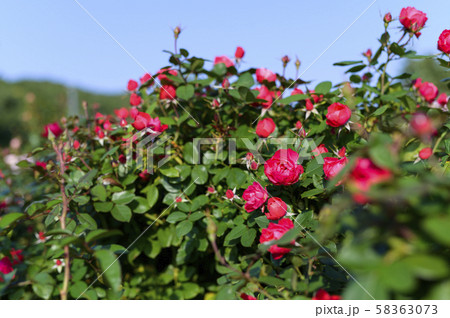 ローズガーデンのバラ(品種 チェリーボニカ) ローズガーデンのバラ(品種 チェリーボニカ) 58363073