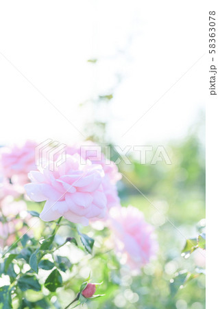 バラ（イメージカット） 58363078