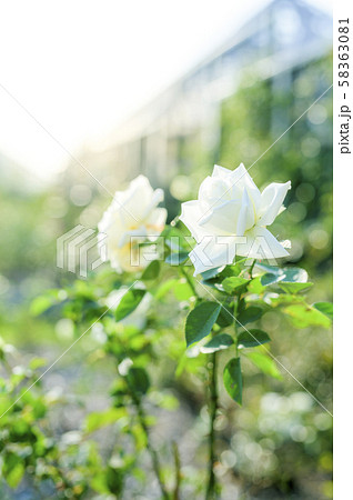 バラ（イメージカット） 58363081