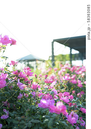 バラ園（イメージカット） 58363085