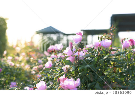 バラ園（イメージカット） 58363090