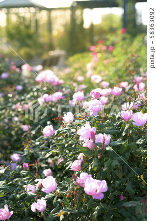 バラ園（イメージカット） 58363092