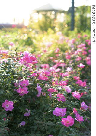 バラ園（イメージカット） 58363093
