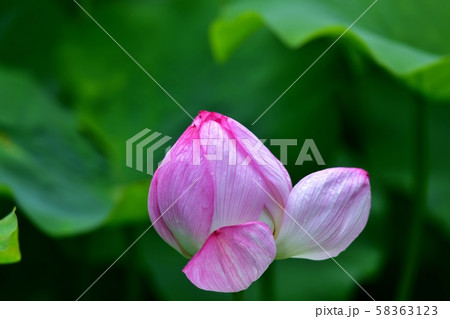 桃のような形が可愛いハスの花 桃のような形が可愛いハスの花 58363123
