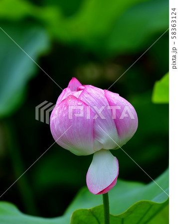 桃のような形が可愛いハスの花 58363124