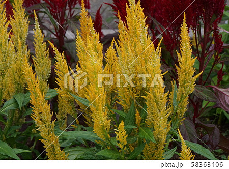 フモウケイトウ　黄色花 58363406