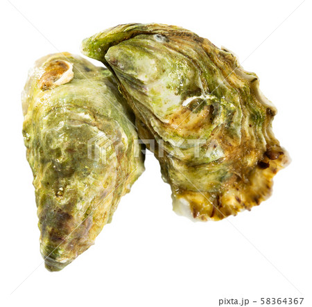 Image of tasty raw closed oysters on white background Image of tasty raw closed oysters on white background 58364367
