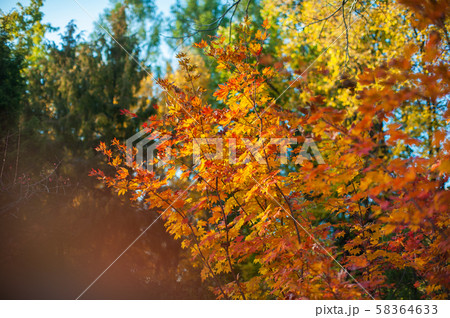 Yellow autumn leaves on the tree. Yellow autumn leaves on the tree. 58364633