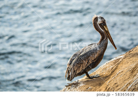 ラホヤのペリカン 58365639