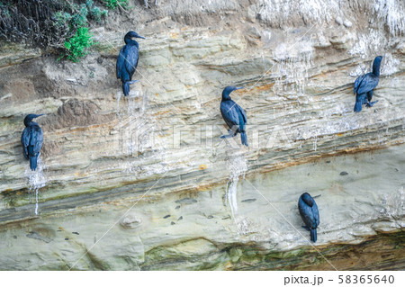 ラホヤの海鵜 58365640