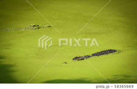 Crocodile floating in water river and waiting for Crocodile floating in water river and waiting for 58365669