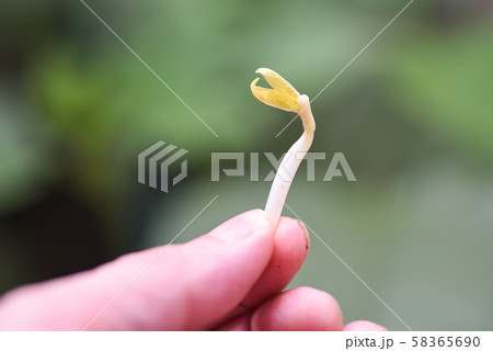 Sprouting beans on hand planting bean sprout seed Sprouting beans on hand planting bean sprout seed 58365690