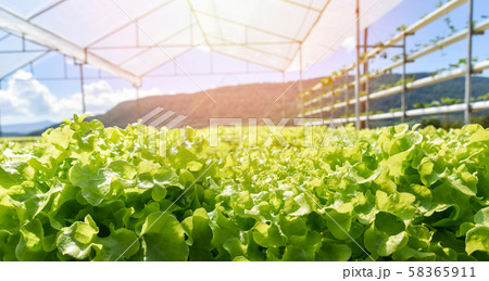 young and fresh lettuce salad green oak growing 58365911