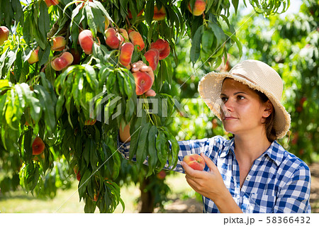 Woman farmer picking harvest of peaches from tree in garden Woman farmer picking harvest of peaches from tree in garden 58366432