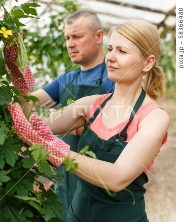 Two workers controlling growing of Momordica 58366480