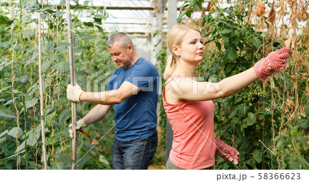 Gardeners attentively working with pea seedlings in greenhouse Gardeners attentively working with pea seedlings in greenhouse 58366623