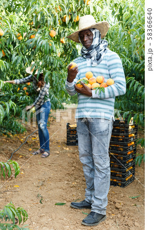 Owner of orchard harvesting peaches 58366640