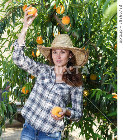 Female owner of orchard harvesting peaches Female owner of orchard harvesting peaches 58366733