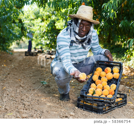 Farmer with boxes of peaches Farmer with boxes of peaches 58366754