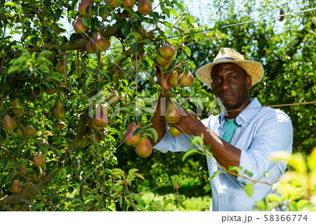 Man picking pears in orchard 58366774