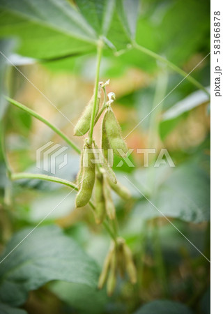 Green soybean on the tree - Young soybean seeds on Green soybean on the tree - Young soybean seeds on 58366878