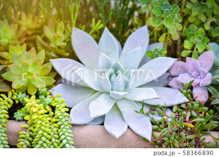 Succulent plant various types beautiful growing 58366890
