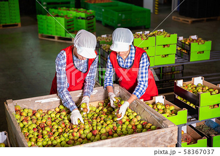 Young woman employee working at a fruit warehouse, preparing a pears for packaging and storing Young woman employee working at a fruit warehouse, preparing a pears for packaging and storing 58367037