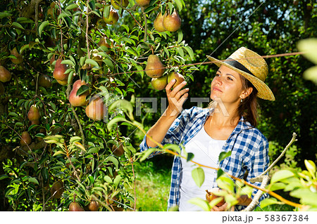 Woman picking pears in orchard 58367384