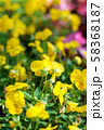 yellow pansy flowers 58368187
