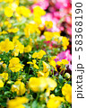 yellow pansy flowers 58368190