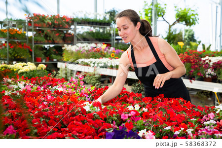 Friendly smiling female florist holding a pot with a begonia plants in the hothouse Friendly smiling female florist holding a pot with a begonia plants in the hothouse 58368372