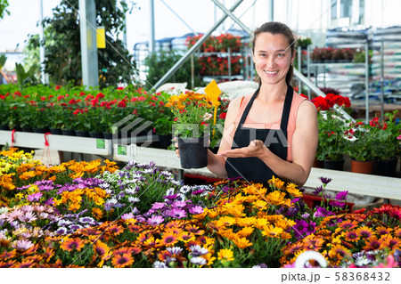 Cheerful woman florist holding potted flowers calendula, satisfied with her plants in glasshouse Cheerful woman florist holding potted flowers calendula, satisfied with her plants in glasshouse 58368432