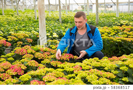 Mature male gardener working with plant of hortensia in pots in greenhouse 58368517