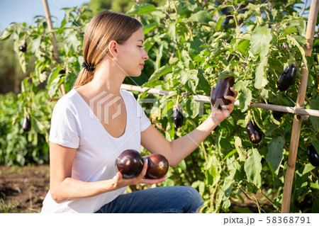 Female farmer harvesting ripe eggplant in the garden Female farmer harvesting ripe eggplant in the garden 58368791