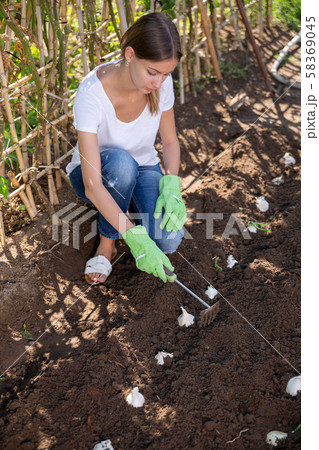 Young woman weeds the garden beds garlic 58369045