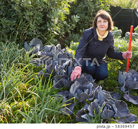 Woman working in garden Woman working in garden 58369457