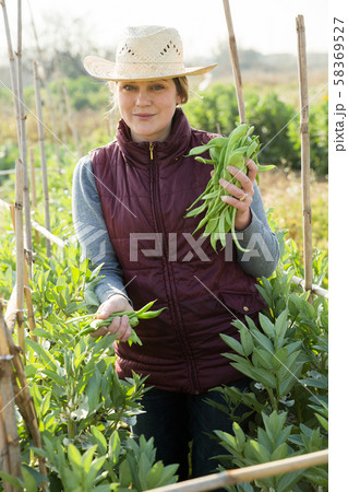 Female holding armful of broad beans 58369527