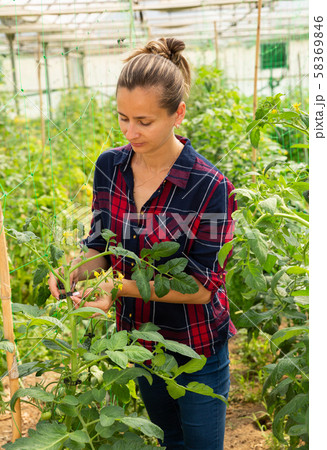 Female farmer fixing tomato plants on supporting trellis 58369846