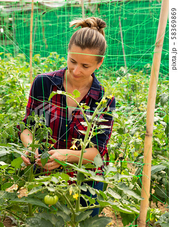 Woman farmer fastening tomato plants on supporting netting 58369869