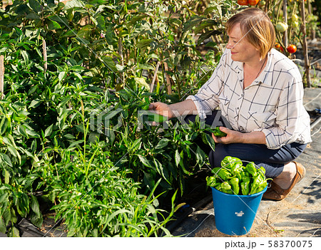Mature woman harvesting green peppers 58370075