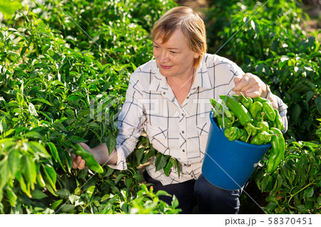 Happy elderly woman with harvest of green peppers in the garden Happy elderly woman with harvest of green peppers in the garden 58370451