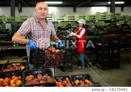 Positive man stacking boxes with nectarines Positive man stacking boxes with nectarines 58370465