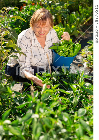 Happy elderly woman with harvest of green peppers in the garden 58370511